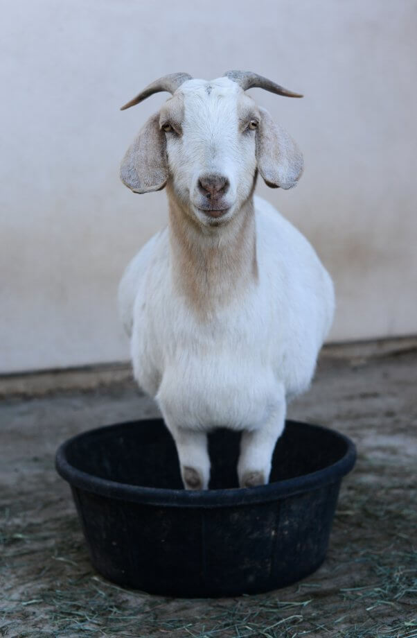 Rescued Goat At Farm Sanctuary In California