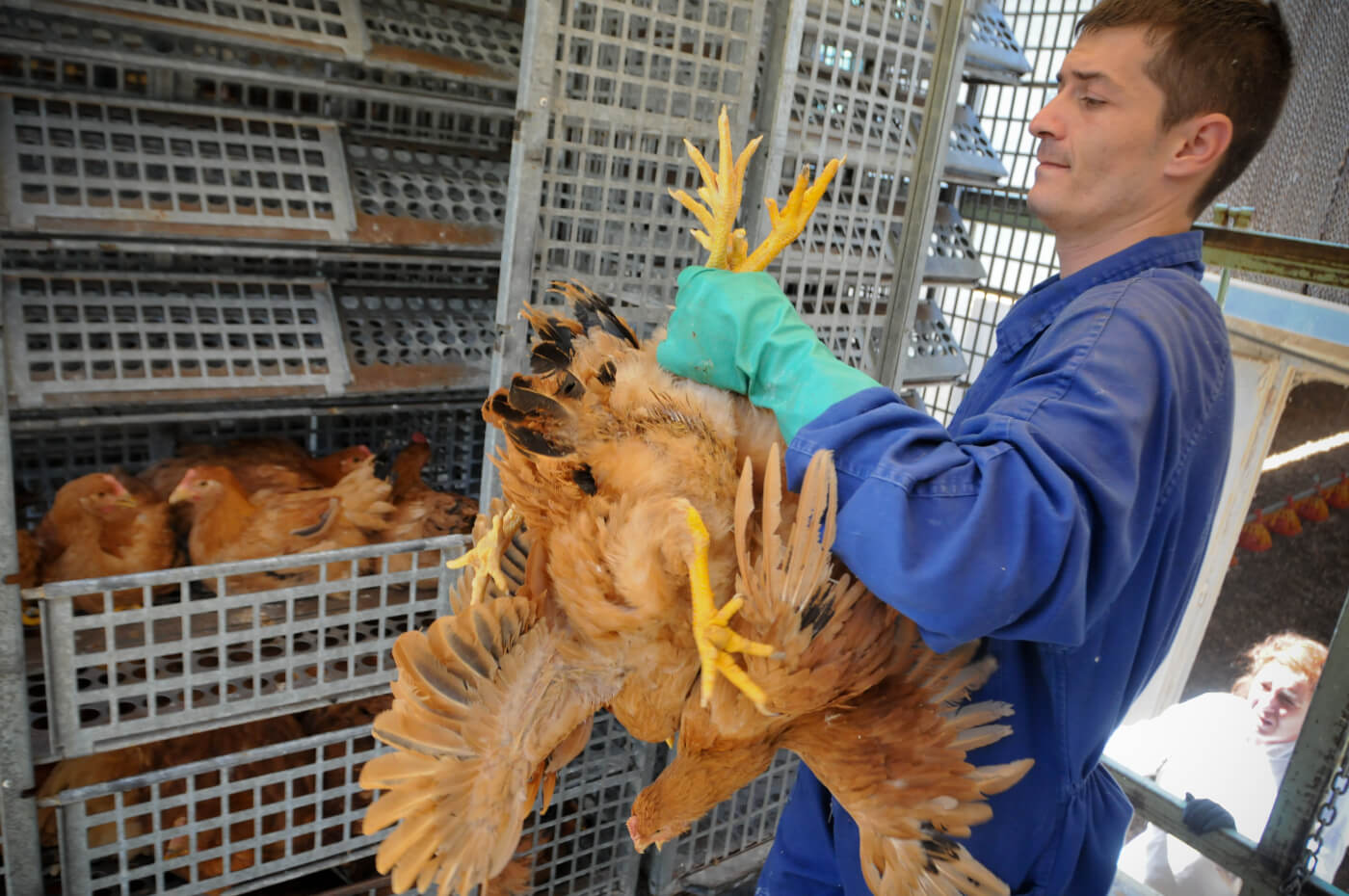 free range chicken being loaded into cage for transport