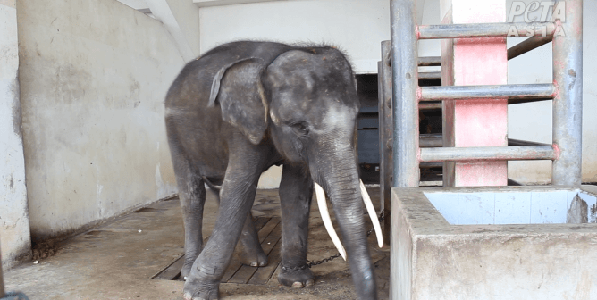 chained elephant at samutprakan zoon