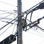 Cat on utilty pole and power lines