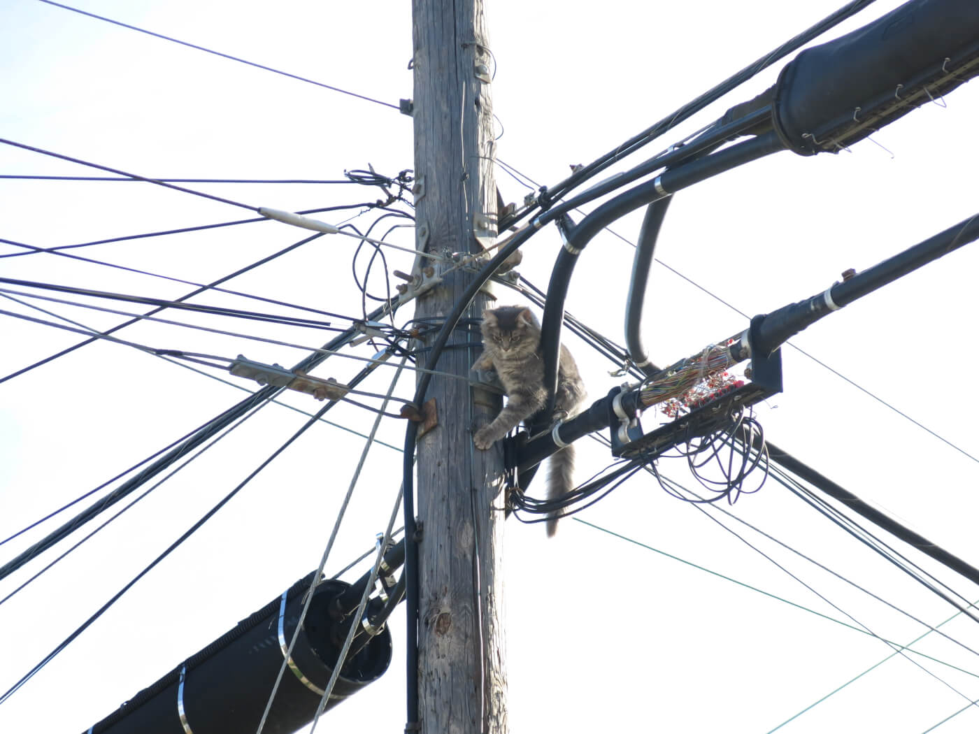 Cat on utilty pole and power lines