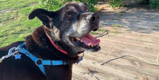 PETA Tips About Dog Boots, Paw Burns, and Other Summer Concerns