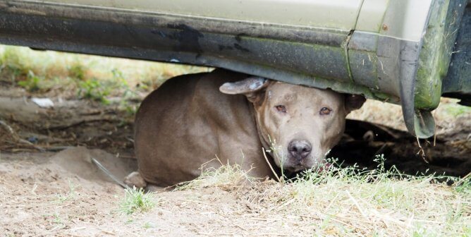 Stray Dog