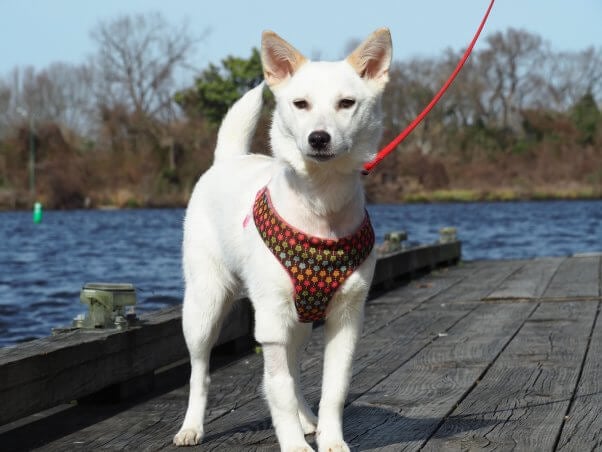 crystal dog cap rescue, embedded collar