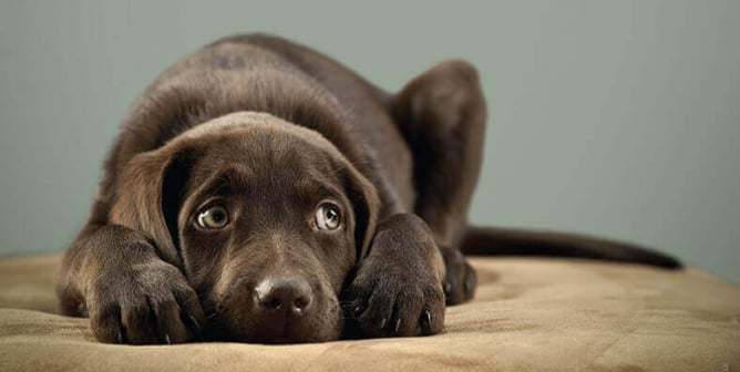 To Dogs, Fireworks Really Are Bombs Bursting in Air