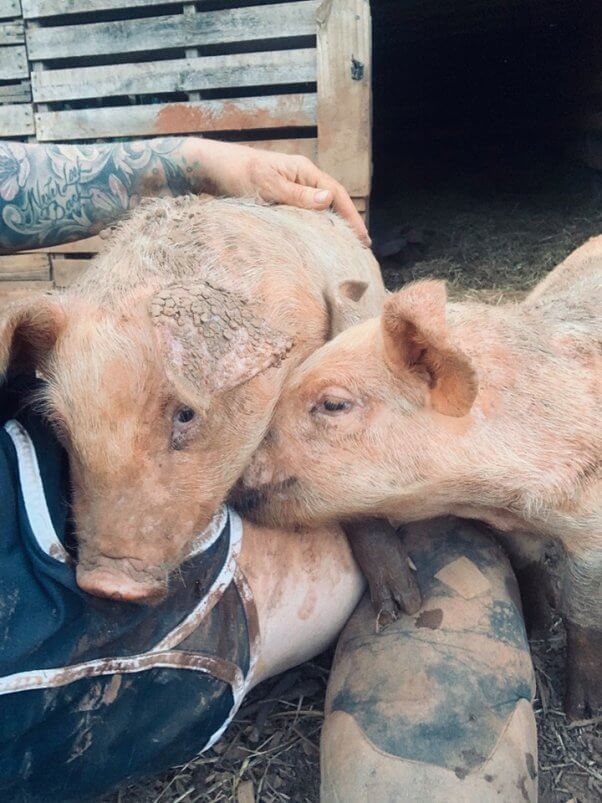 Rescued pigs at Wilbur’s Watchtower and Sanctuary