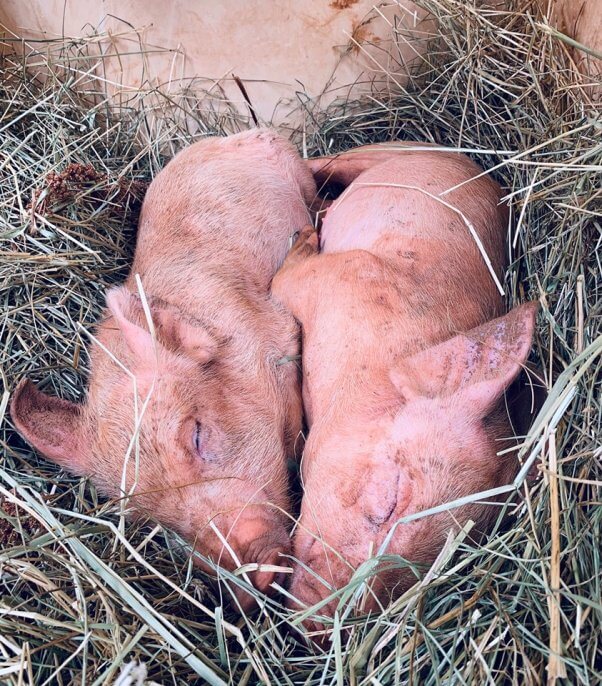Rescued pigs at Wilbur’s Watchtower and Sanctuary