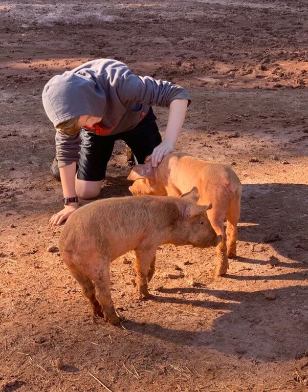 Rescued pigs at Wilbur’s Watchtower and Sanctuary