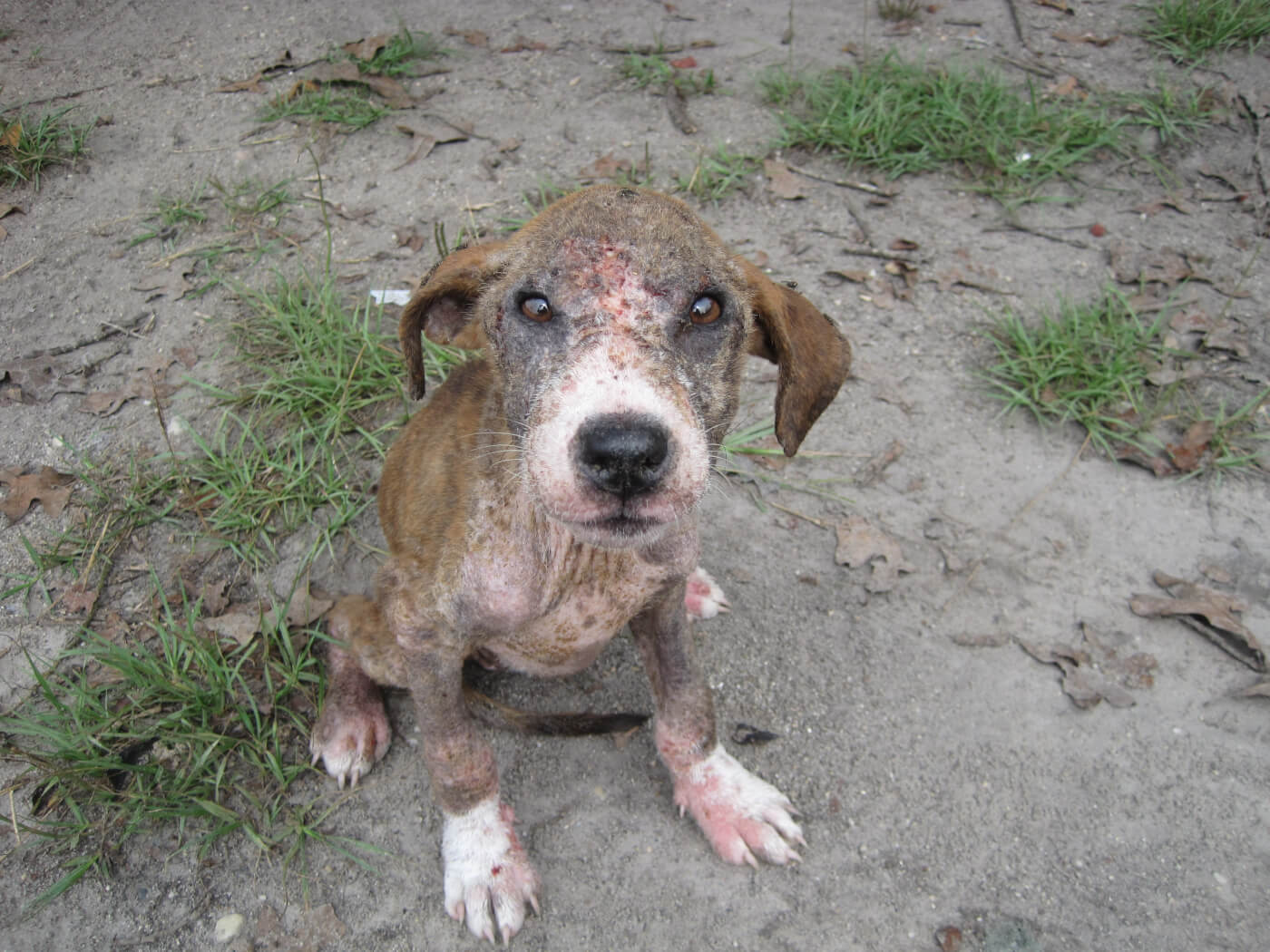 Companion Animal Overpopulation And Homelessness PETA