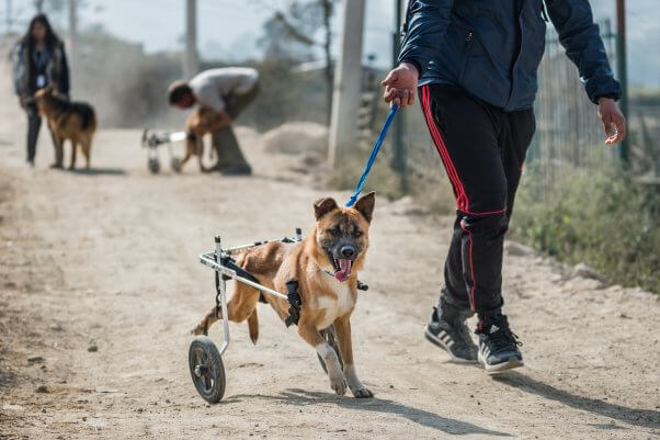 Volunteer Walking With A Rescued Dog In A Wheelchair At Sneha's Care In Nepal