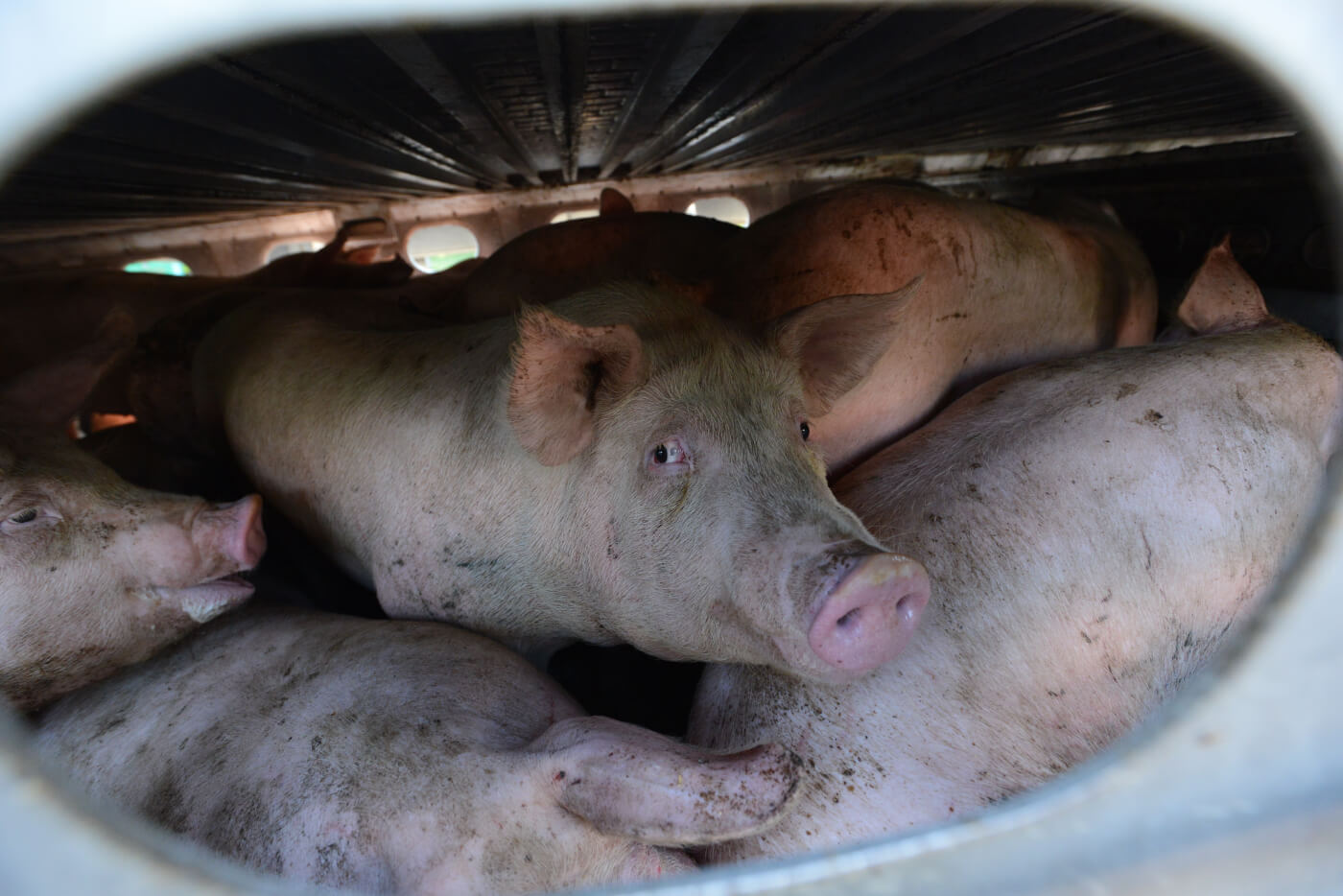 Pigs inside a transport truck, on route to slaughter