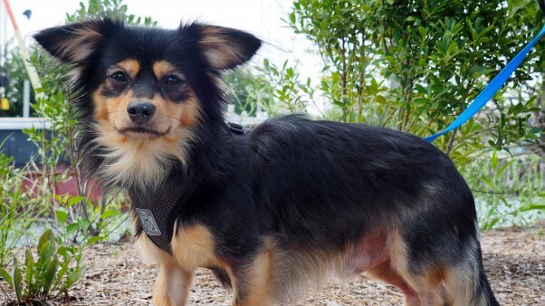 Cute small brown and black dog standing outside