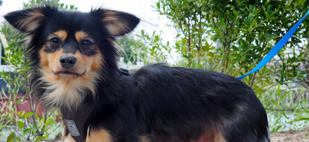 Cute small brown and black dog standing outside
