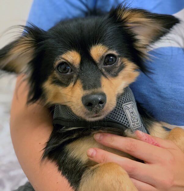 Close-up of cute small brown and black dog