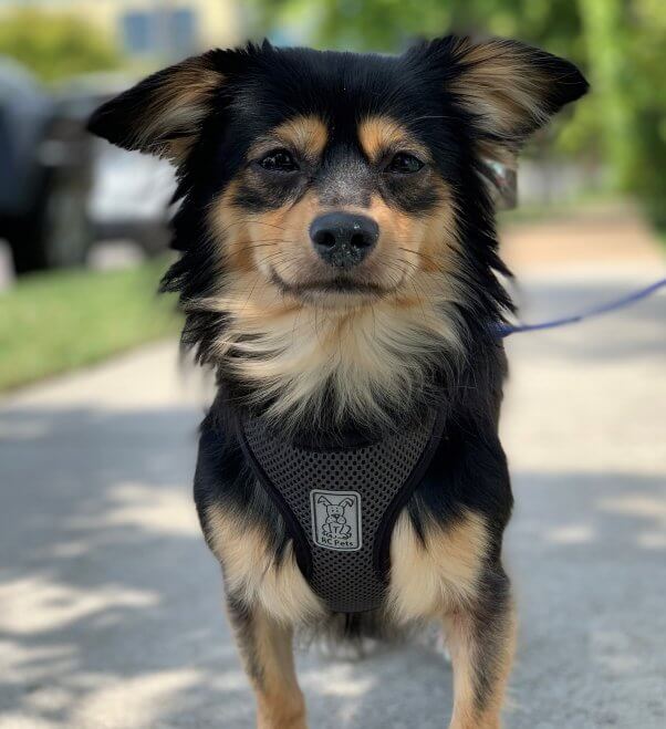 Woodrow, a cute black and brown dog available for adoption