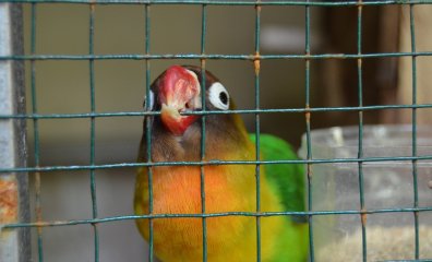 10 Reasons Never to Buy a Bird From Petco (or Anywhere Else)
