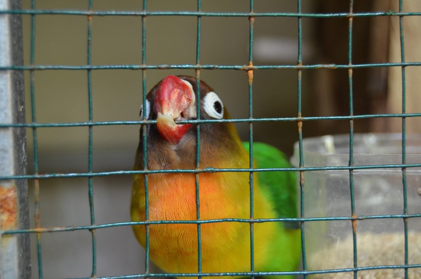 a parrot in a cage at the lowest price