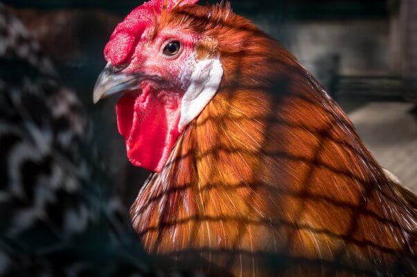 Red chicken in a cage