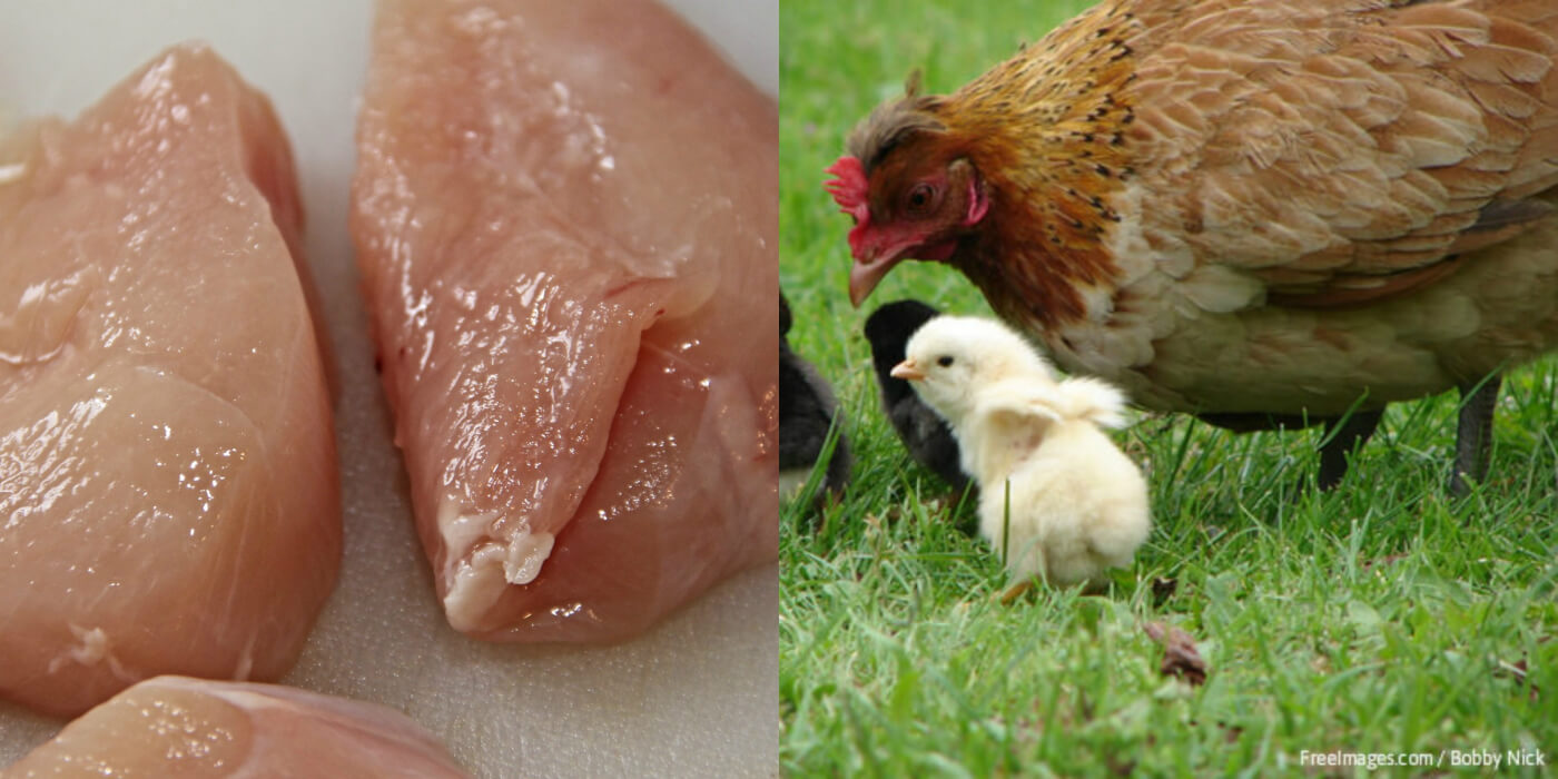 White Meat vs. Red Meat Debate: What About Chickens? | PETA