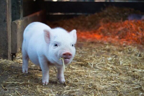 baby pig eating hay looking content