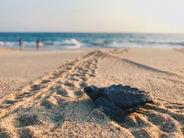 baby turtle on sand