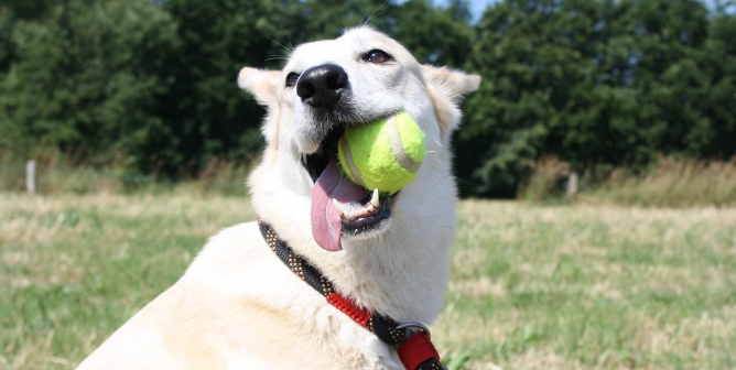 Make Your 2020 New Year’s Resolutions Animal-Friendly