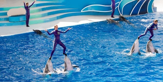 four people performing with 7 dolphins at a show in seaworld