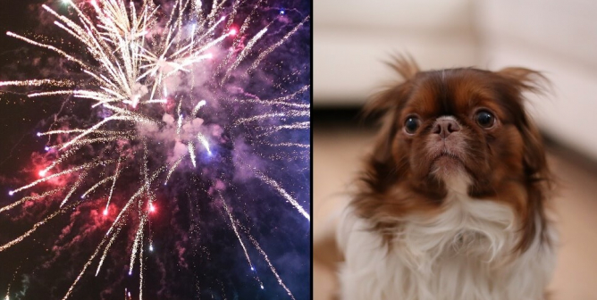 Dogs and Fireworks