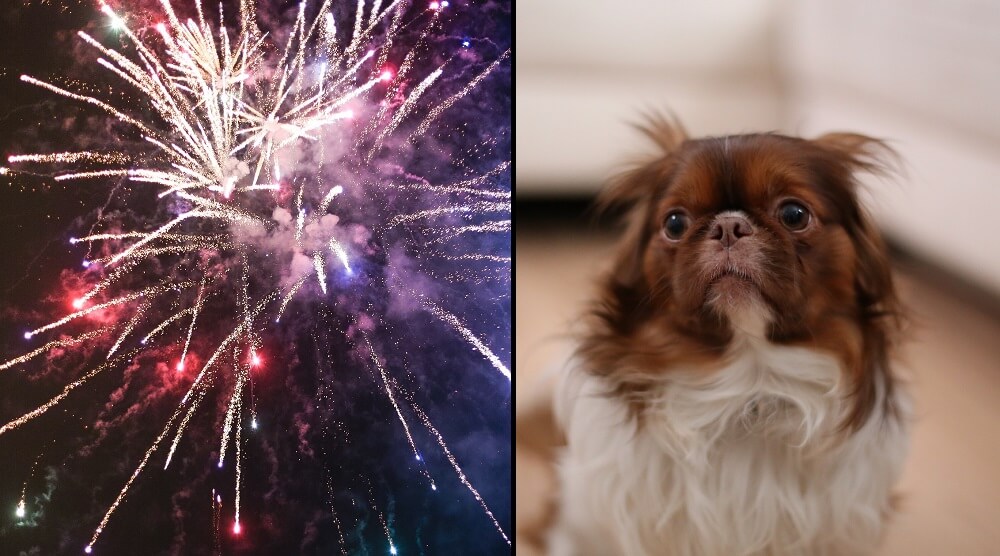 Can Dogs Die From Eating Fireworks