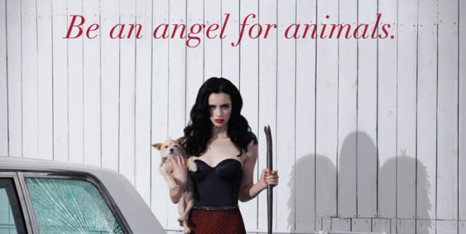 Krysten Ritter: Do Whatever It Takes, Be An Angel For Animals