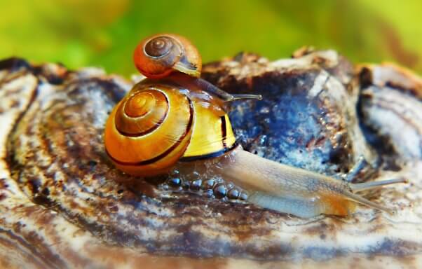 snail mom carrying baby on her back