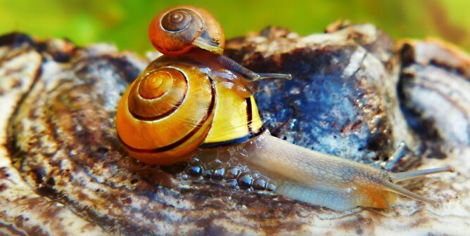SHELL-Bent on Getting Home: Snails Know Where They Want to Go