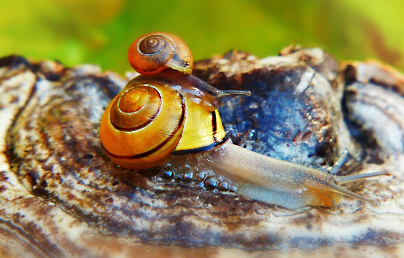 snail mom carrying baby on her back