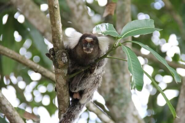 help marmosets used in experiments
