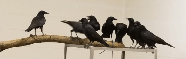 crows, birds in laboratory, colorado state university, csu, gregory ebel