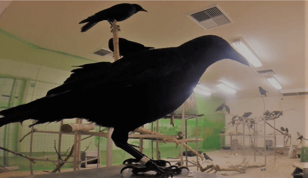 crows, bird in laboratory, colorado state university, csu, gregory ebel