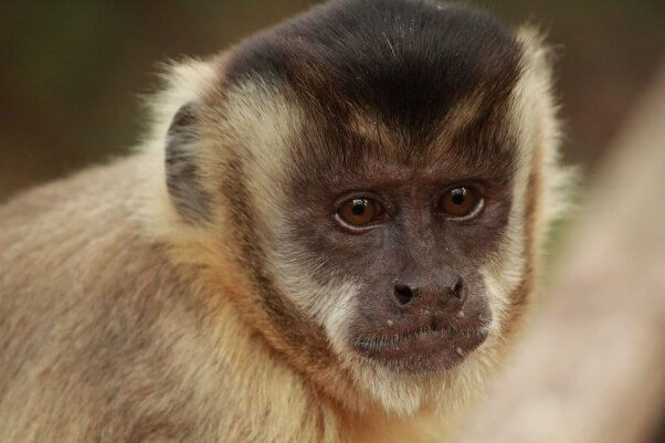 capuchin monkey, wild, pretty