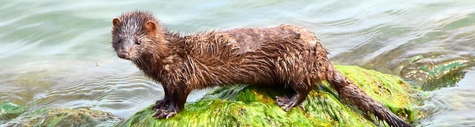 mink not used for fur enjoying life in the wild