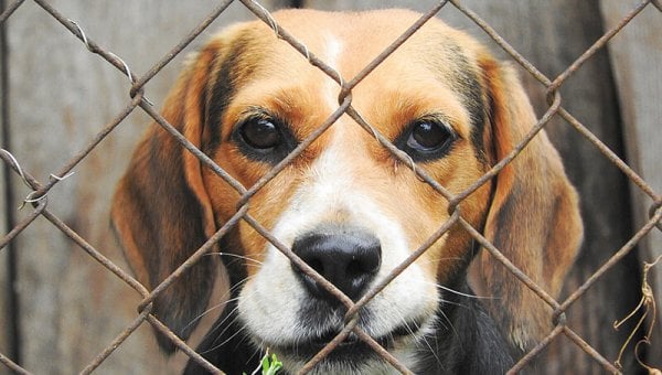 caged beagle