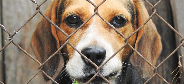 caged beagle