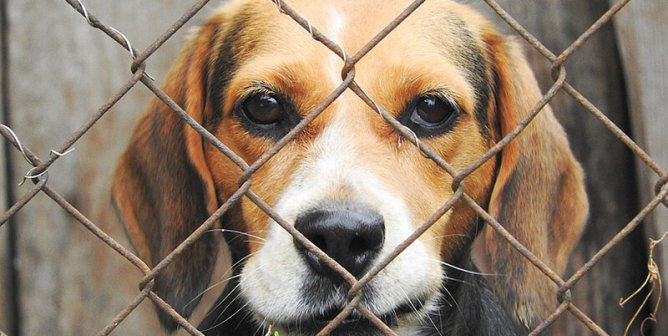 caged beagle