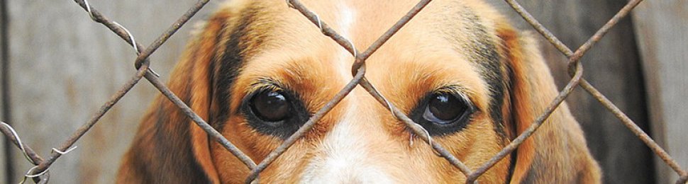 caged beagle