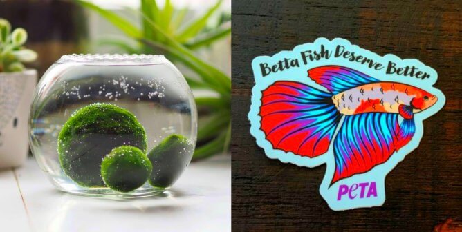 betta-fish free moss ball terrarium
