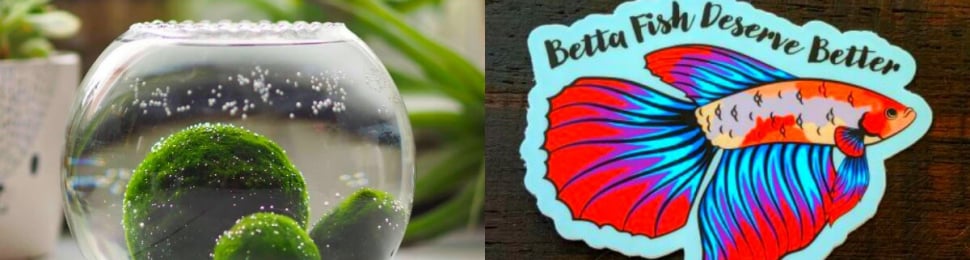 betta-fish free moss ball terrarium