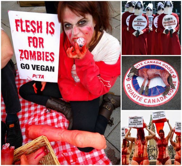 5 PETA Secrets for Leading the Animal Rights Revolution | PETA