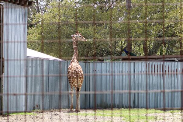 Jambo the giraffe at Tregembo Animal Park, a North Carolina roadside zoo