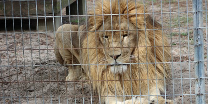 Simba the Lion and Jambo the Giraffe Are Kept in Solitary Confinement—Take Action!