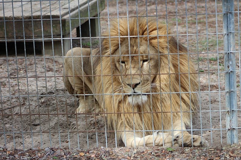 Simba the lion