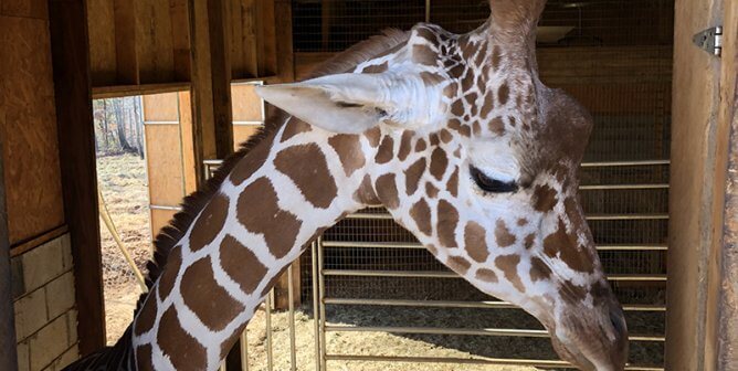 giraffe at Zootastic Park