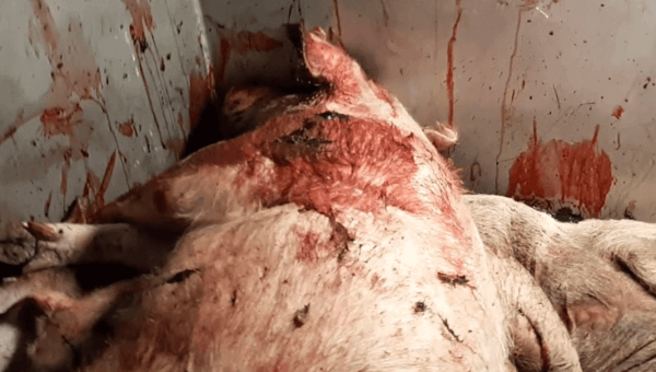 pigs, pig farming